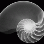nautilus_shell nautilus shell