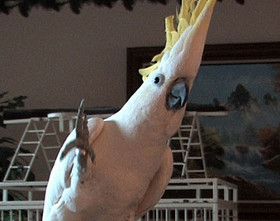 dancing bird