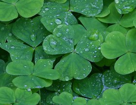 clover leafs